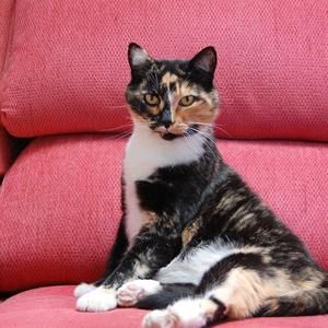 Meet your Posher, Georgette